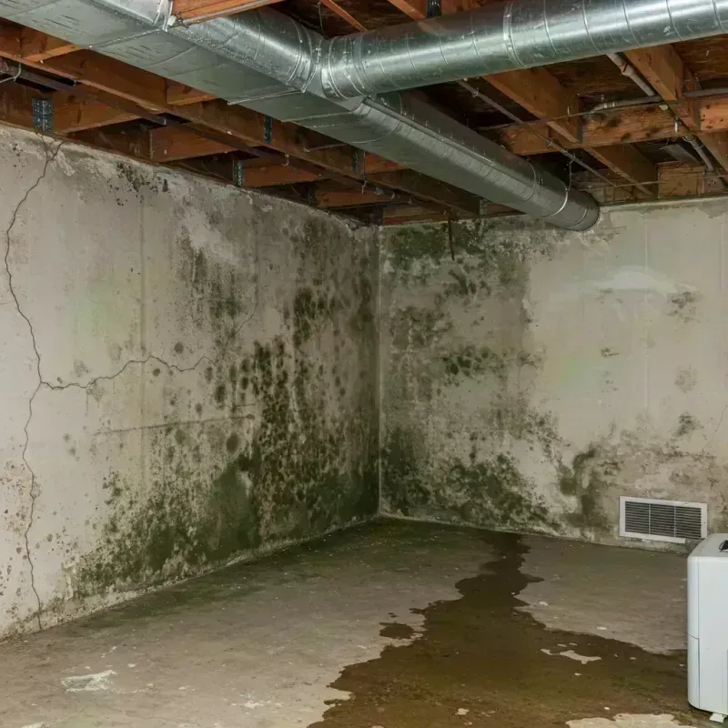 Professional Mold Removal in Charlotte Harbor, FL